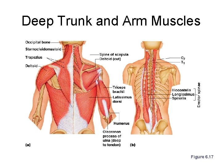 Deep Trunk and Arm Muscles Figure 6. 17 