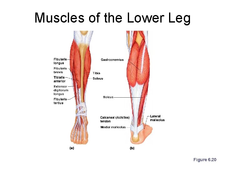 Muscles of the Lower Leg Figure 6. 20 