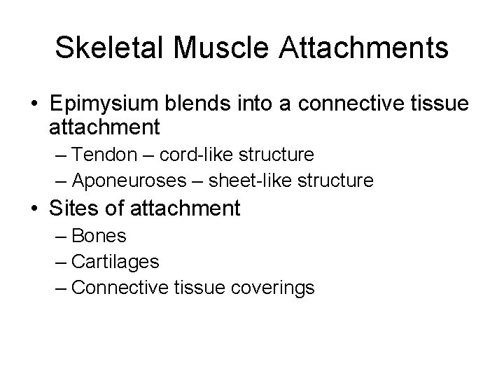 Skeletal Muscle Attachments • Epimysium blends into a connective tissue attachment – Tendon –