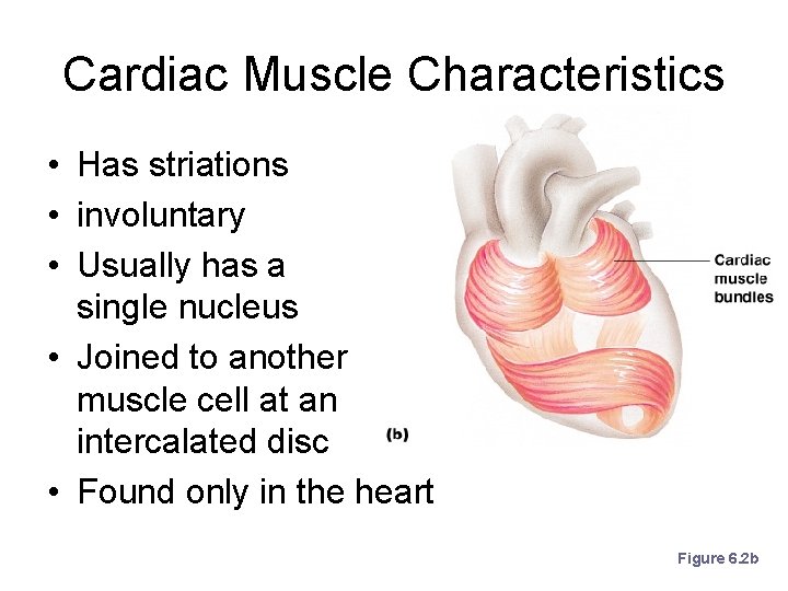 Cardiac Muscle Characteristics • Has striations • involuntary • Usually has a single nucleus