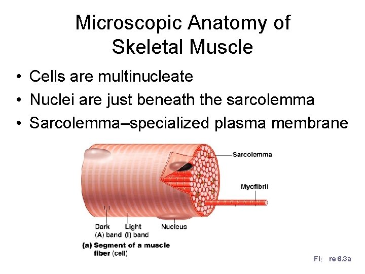 Microscopic Anatomy of Skeletal Muscle • Cells are multinucleate • Nuclei are just beneath