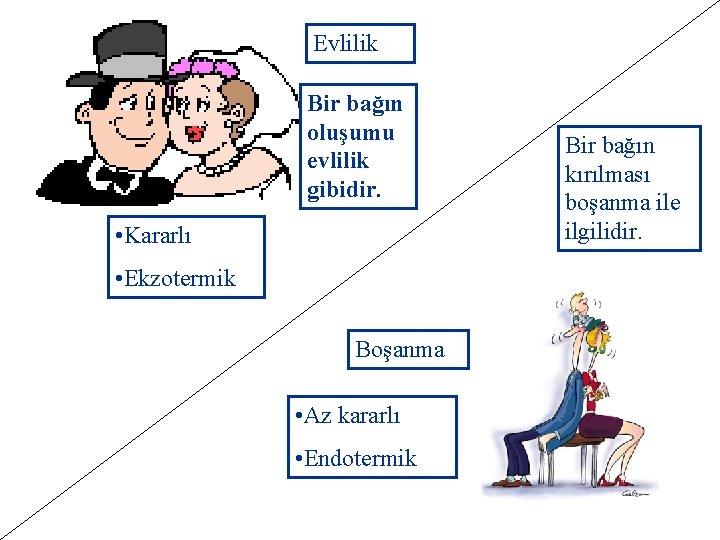 Evlilik Bir bağın oluşumu evlilik gibidir. • Kararlı • Ekzotermik Boşanma • Az kararlı