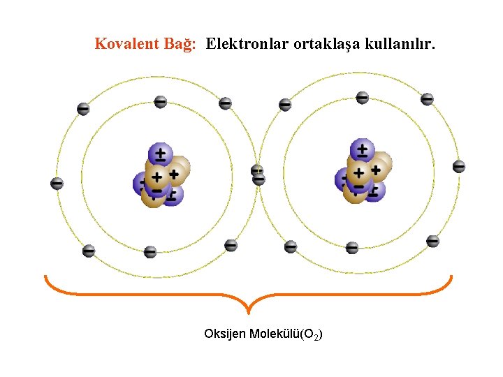 Kovalent Bağ: Elektronlar ortaklaşa kullanılır. Oksijen Molekülü(O 2) 