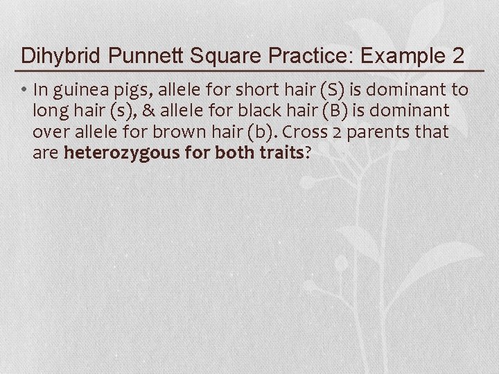 Dihybrid Punnett Square Practice: Example 2 • In guinea pigs, allele for short hair