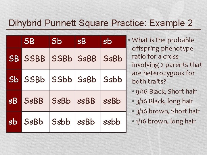 Dihybrid Punnett Square Practice: Example 2 SB Sb s. B sb • What is