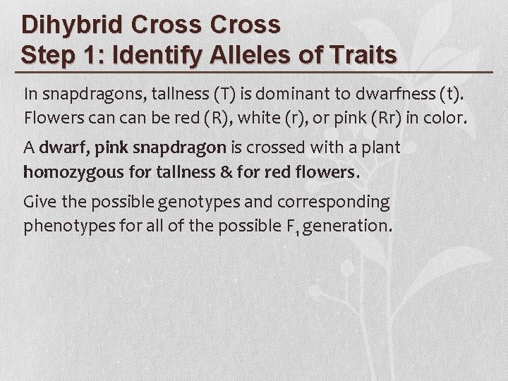 Dihybrid Cross Step 1: Identify Alleles of Traits In snapdragons, tallness (T) is dominant