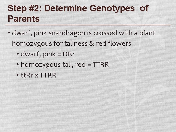 Step #2: Determine Genotypes of Parents • dwarf, pink snapdragon is crossed with a