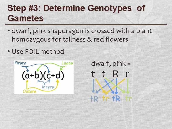 Step #3: Determine Genotypes of Gametes • dwarf, pink snapdragon is crossed with a