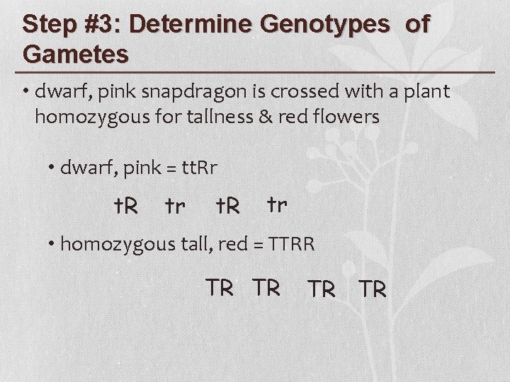 Step #3: Determine Genotypes of Gametes • dwarf, pink snapdragon is crossed with a