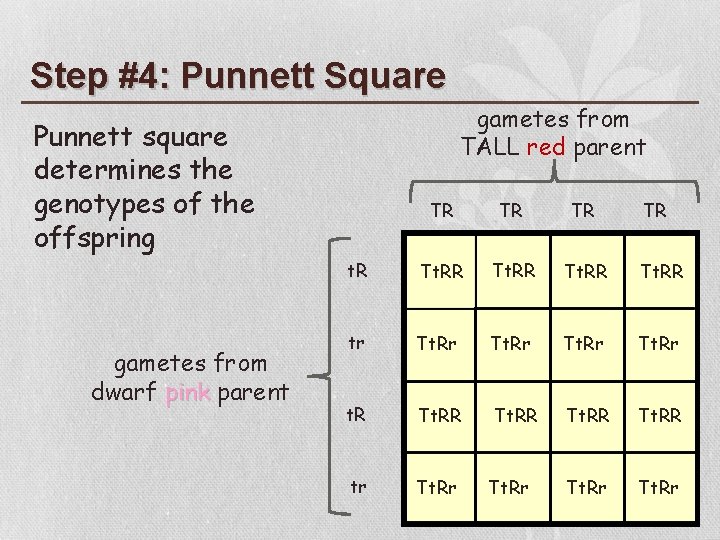 Step #4: Punnett Square gametes from TALL red parent Punnett square determines the genotypes