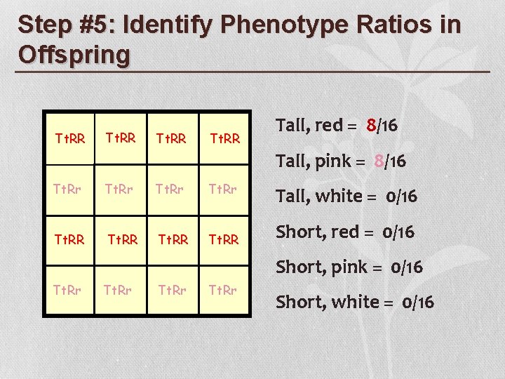 Step #5: Identify Phenotype Ratios in Offspring Tt. RR Tall, red = 8/16 Tall,