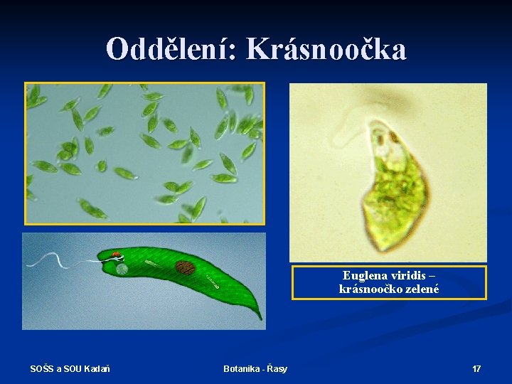 Oddělení: Krásnoočka Euglena viridis – krásnoočko zelené SOŠS a SOU Kadaň Botanika - Řasy