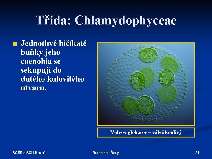 Třída: Chlamydophyceae n Jednotlivé bičíkaté buňky jeho coenobia se sekupují do dutého kulovitého útvaru.