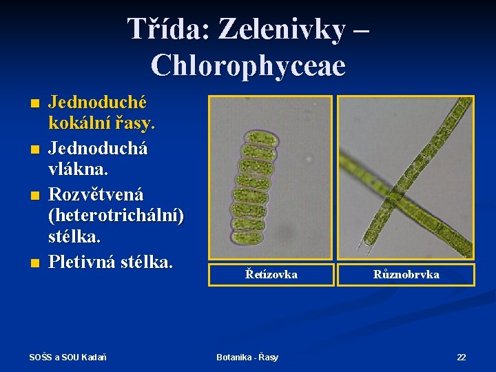 Třída: Zelenivky – Chlorophyceae n n Jednoduché kokální řasy. Jednoduchá vlákna. Rozvětvená (heterotrichální) stélka.