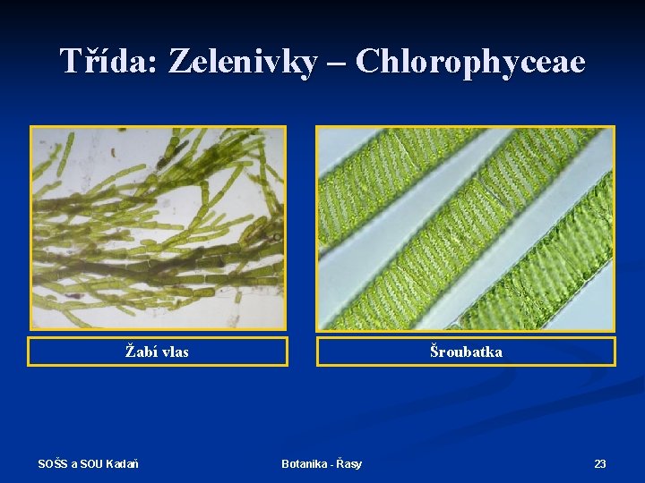 Třída: Zelenivky – Chlorophyceae Žabí vlas SOŠS a SOU Kadaň Šroubatka Botanika - Řasy