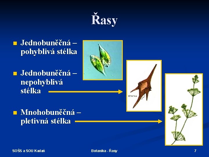 Řasy n Jednobuněčná – pohyblivá stélka n Jednobuněčná – nepohyblivá stélka n Mnohobuněčná –