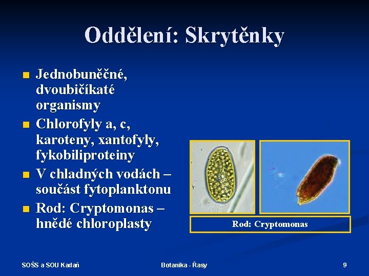 Oddělení: Skrytěnky n n Jednobuněčné, dvoubičíkaté organismy Chlorofyly a, c, karoteny, xantofyly, fykobiliproteiny V