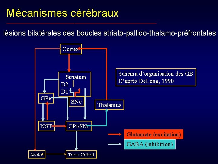 Mécanismes cérébraux __________________________________________________ lésions bilatérales des boucles striato-pallido-thalamo-préfrontales Cortex Striatum D 2 D 1