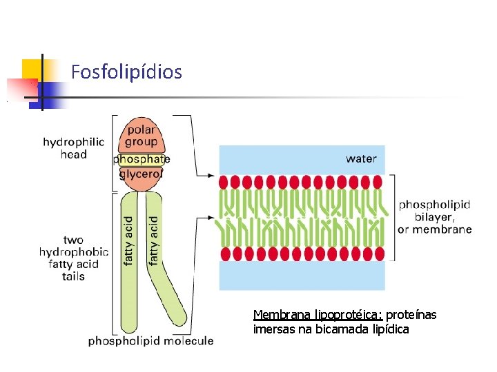 Fosfolipídios Membrana lipoprotéica: proteínas imersas na bicamada lipídica 
