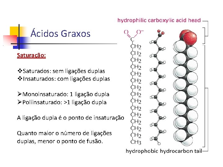 Ácidos Graxos Saturação: Saturados: sem ligações duplas Insaturados: com ligações duplas Monoinsaturado: 1 ligação