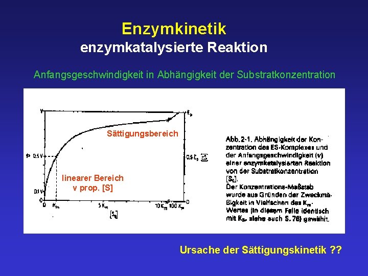 Enzymkinetik enzymkatalysierte Reaktion Anfangsgeschwindigkeit in Abhängigkeit der Substratkonzentration Sättigungsbereich linearer Bereich v prop. [S]
