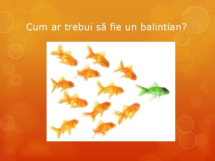 Cum ar trebui să fie un balintian? 