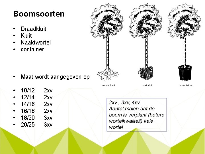 Boomsoorten • • Draadkluit Kluit Naaktwortel container • Maat wordt aangegeven op 1 m