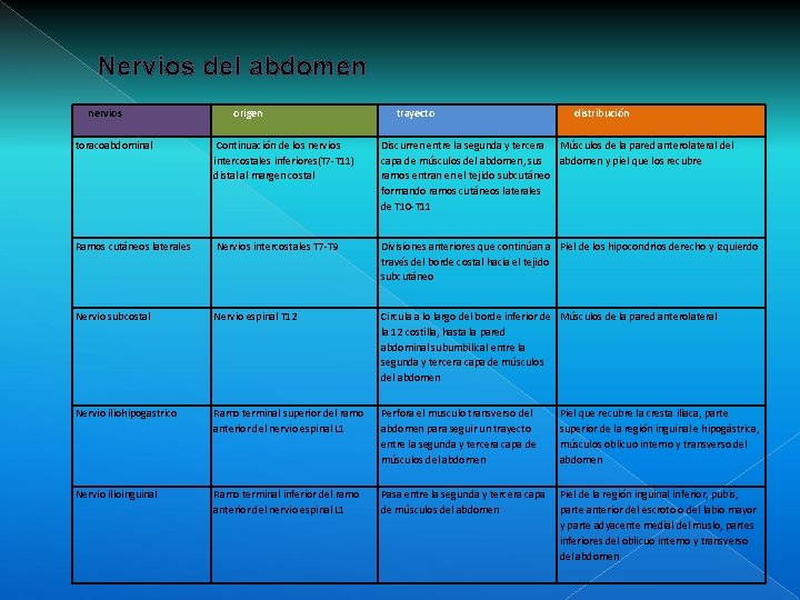 Nervios del abdomen nervios origen trayecto distribución toracoabdominal Continuación de los nervios intercostales inferiores(T