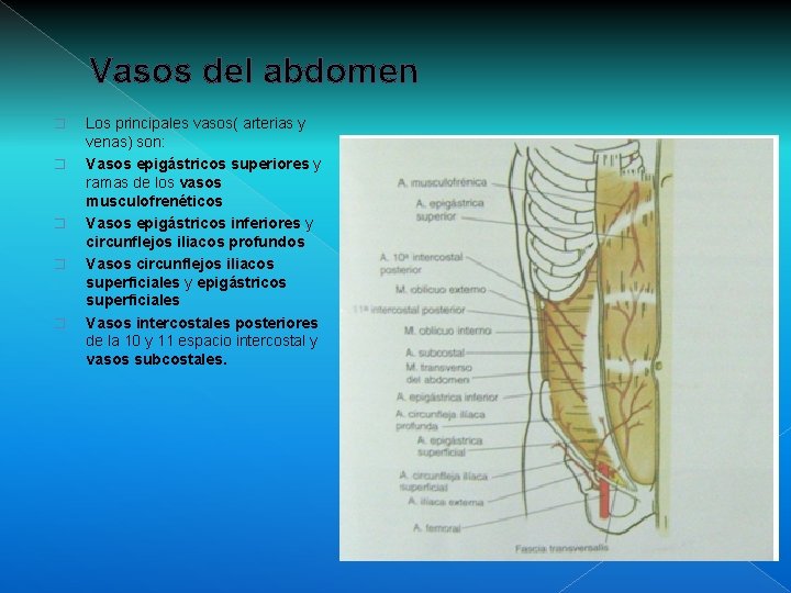 Vasos del abdomen � � � Los principales vasos( arterias y venas) son: Vasos