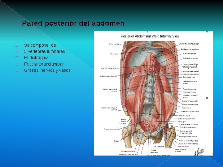 Pared posterior del abdomen � � � Se compone de: 5 vertebras lumbares El