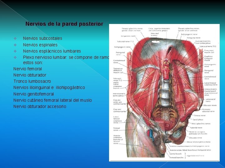 Nervios de la pared posterior Nervios subcostales v Nervios espinales v Nervios esplácnicos lumbares