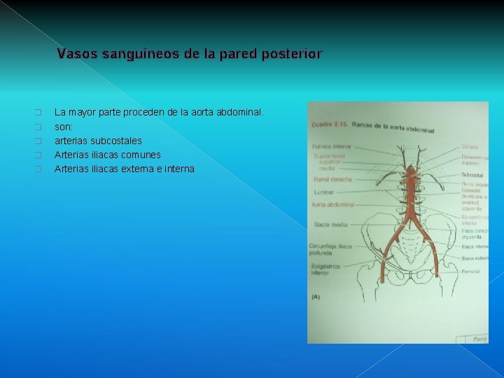 Vasos sanguíneos de la pared posterior � � � La mayor parte proceden de