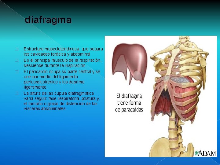 diafragma � � Estructura musculotendinosa, que separa las cavidades torácica y abdominal Es el