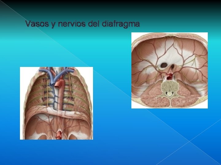 Vasos y nervios del diafragma 