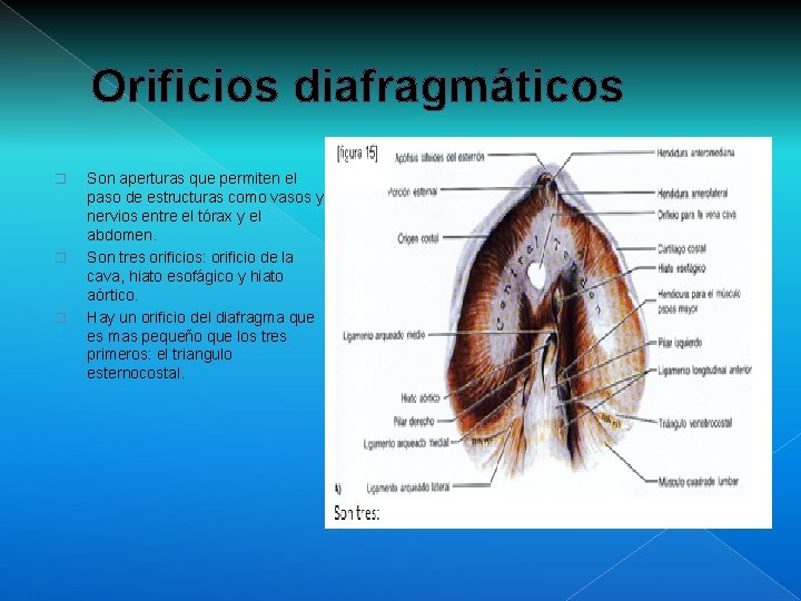 Orificios diafragmáticos � � � Son aperturas que permiten el paso de estructuras como