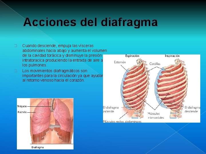 Acciones del diafragma � � Cuando desciende, empuja las vísceras abdominales hacia abajo y