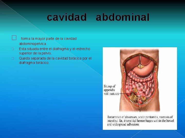 cavidad abdominal � � � forma la mayor parte de la cavidad abdominopelvica. Esta