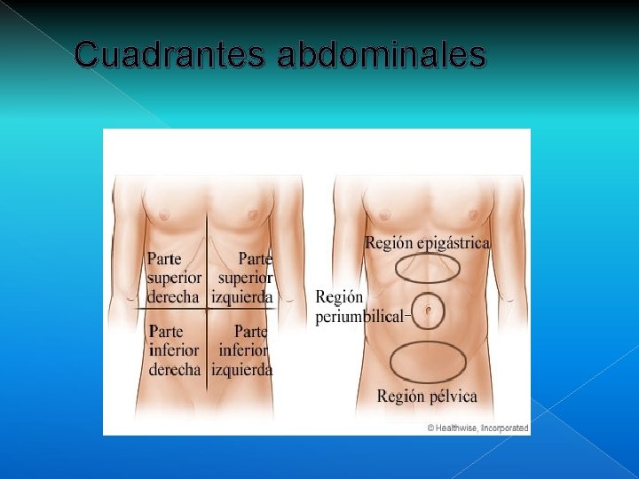 Cuadrantes abdominales 