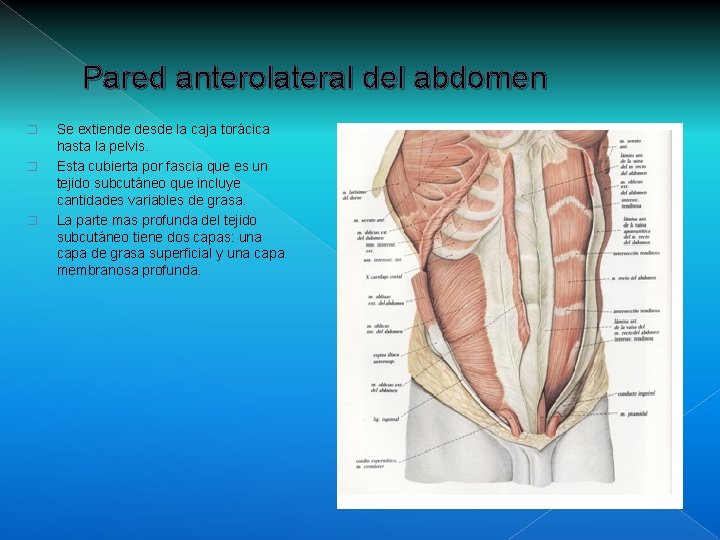 Pared anterolateral del abdomen � � � Se extiende desde la caja torácica hasta