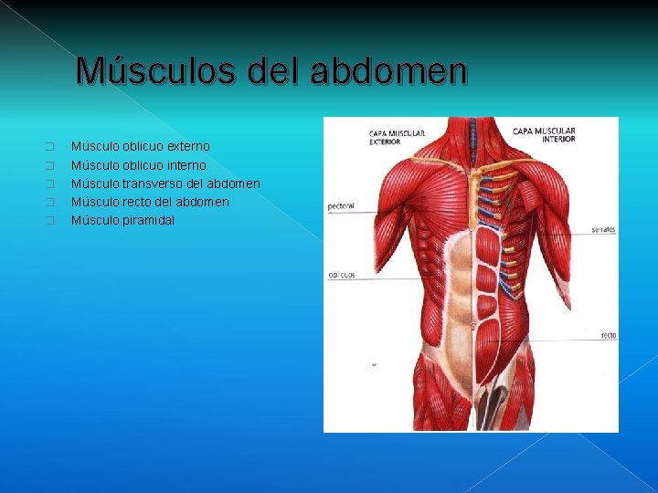 Músculos del abdomen � � � Músculo oblicuo externo Músculo oblicuo interno Músculo transverso