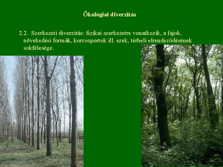 Ökológiai diverzitás 2. 2. Szerkezeti diverzitás: fizikai szerkezetre vonatkozik, a fajok, növekedési formák, korcsoportok