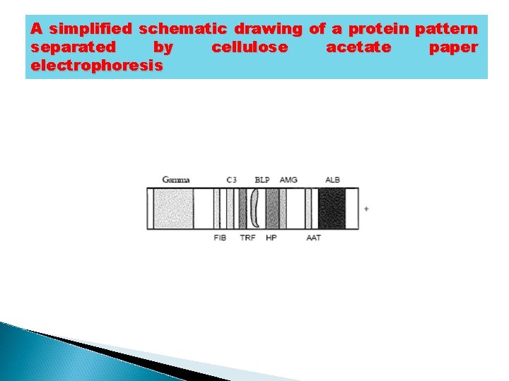 A simplified schematic drawing of a protein pattern separated by cellulose acetate paper electrophoresis