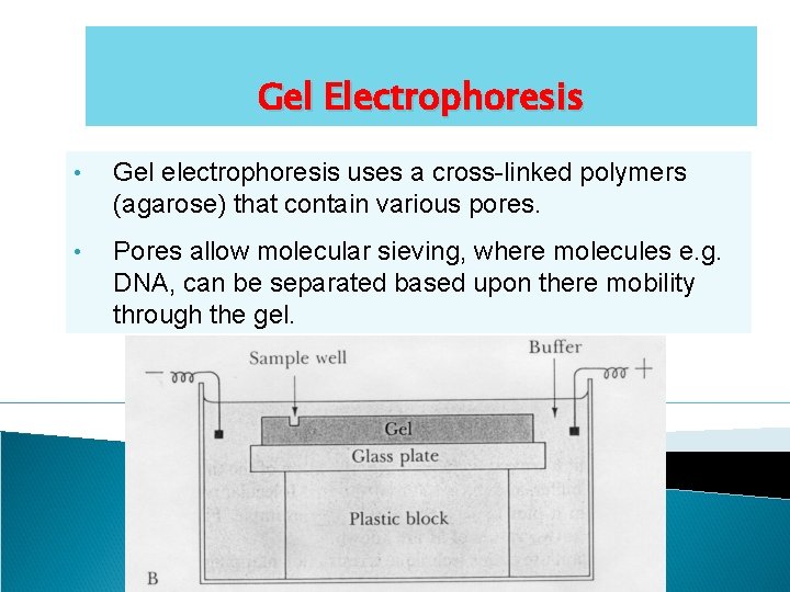 Gel Electrophoresis • Gel electrophoresis uses a cross-linked polymers (agarose) that contain various pores.