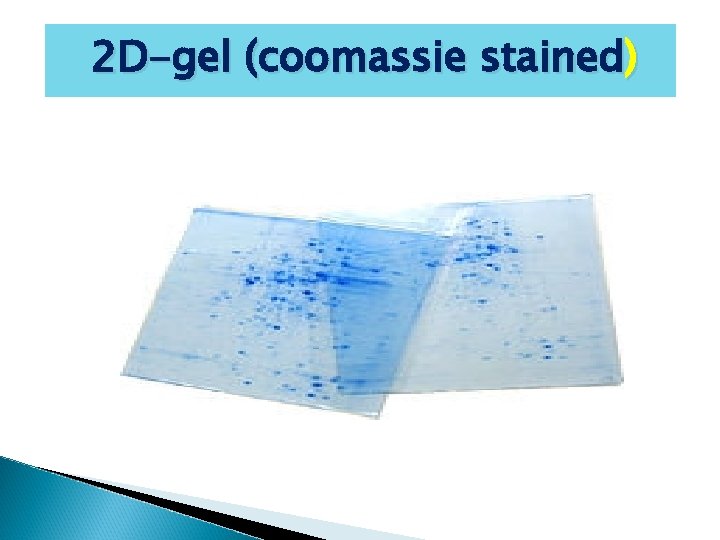 2 D-gel (coomassie stained) 