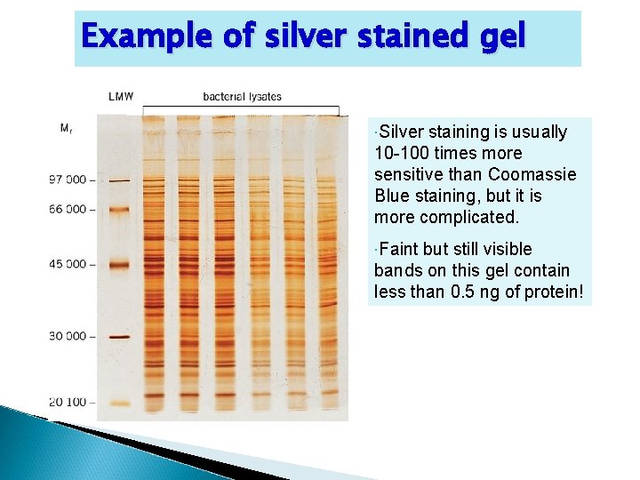 Example of silver stained gel Silver staining is usually 10 -100 times more sensitive
