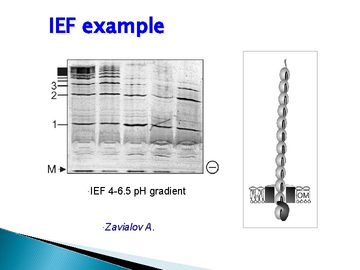IEF example IEF 4 -6. 5 p. H gradient Zavialov A. 