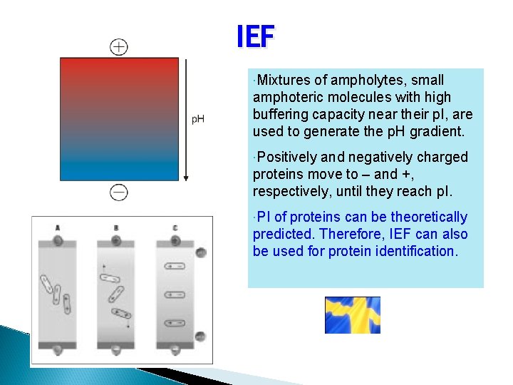 IEF Mixtures of ampholytes, small amphoteric molecules with high buffering capacity near their p.