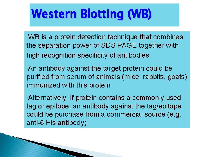 Western Blotting (WB) WB is a protein detection technique that combines the separation power