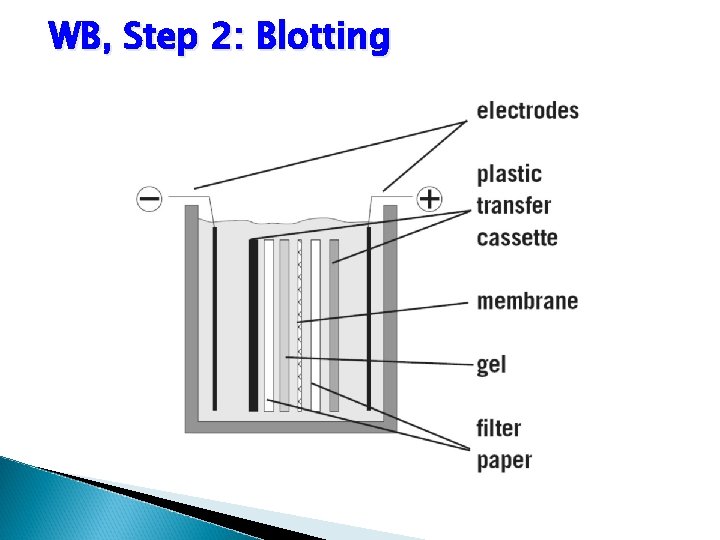 WB, Step 2: Blotting 