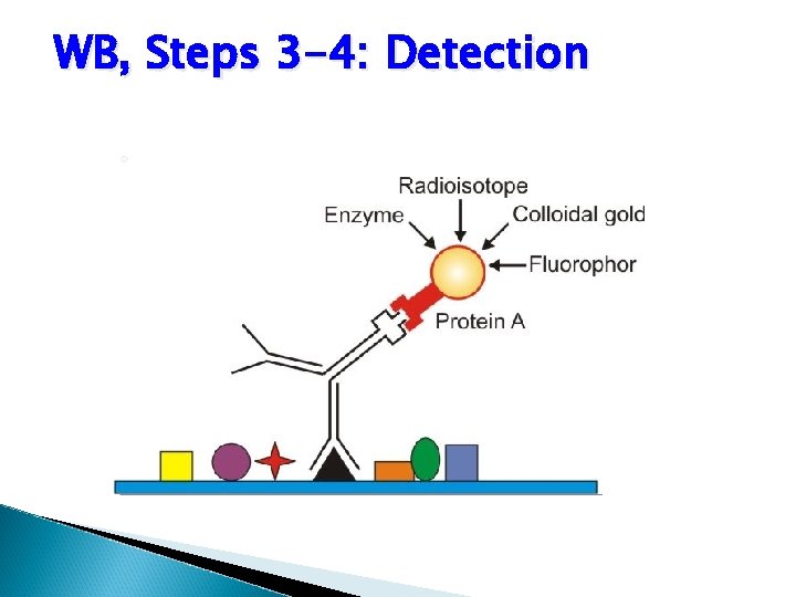 WB, Steps 3 -4: Detection 